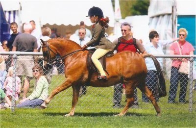 Show Hunter Ponies